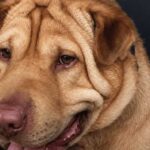 В Одесі чоловік хотів здати собаку на м’ясо до корейського ресторану: тварину врятували волонтери