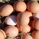 Скільки платитимемо за яйця та курятину взимку: Аналітики назвали нові ціни в Україні
